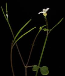 Cardamine corymbosa. Inflorescence with flower, siliques and cauline leaf.
 Image: P.B. Heenan © Landcare Research 2019 CC BY 3.0 NZ